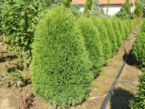 Obraz Thuja